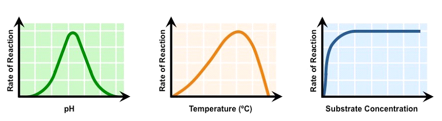 Efficiency Of Enzymes Factors.png